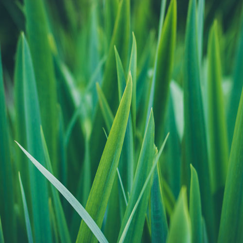 Unique Garden Services | Services | Fertiliser | pIcture of vibrant green grass blades