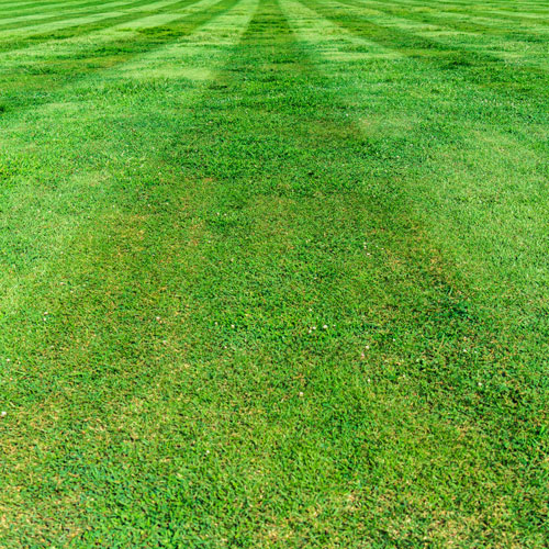 Unique Garden Services | Services | Lawn mowing | pIcture of vibrant green freshly cut lawn