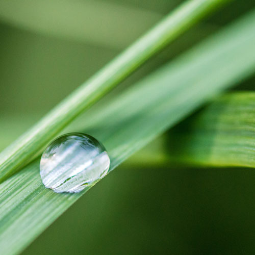 Unique Garden Services | Services | Lawn review | pIcture of vibrant green grass blade with water droplet. Magnified