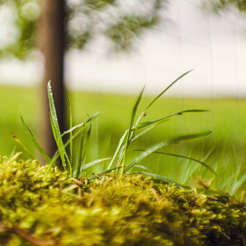 Unique Garden Services | Services | Moss Control | pIcture of moss on the ground