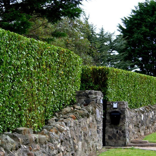 Unique Garden Services | Services | Hedge Cutting | pIcture of vibrant green rounded hedges in a row