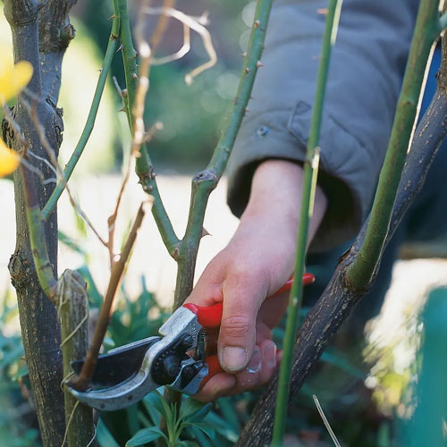 Unique Garden Services | Services | Pruning | pIcture of white rose head