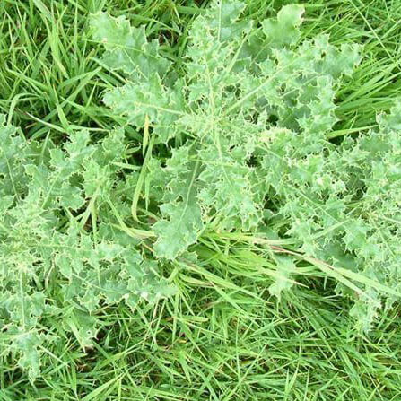 Unique Garden Services | Services | Weed Control | pIcture of weeds on the ground